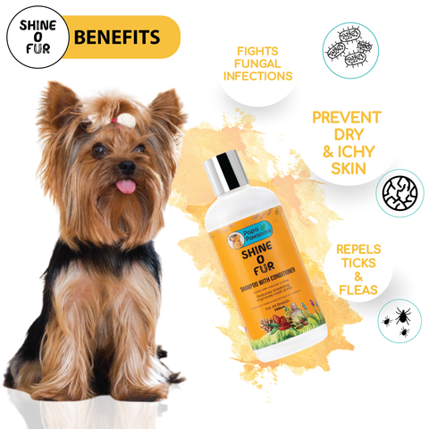 Papa Pawsome Shine O' Fur Shampoo with Conditioner for Dog I 250 ml